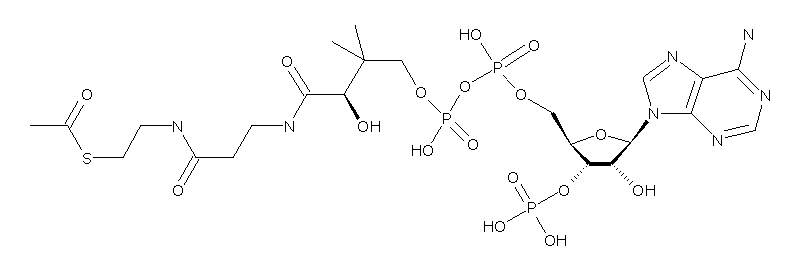 Acetyl-CoA