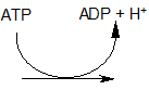 ATP naar ADP