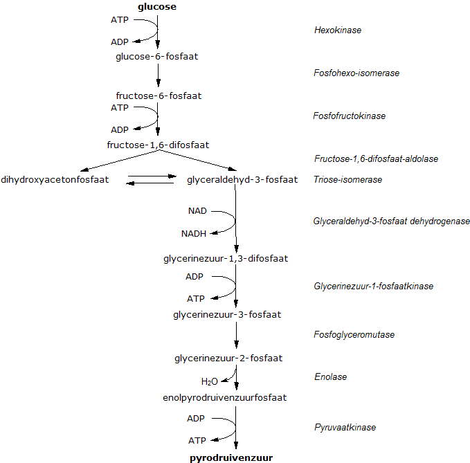 Glycolyse