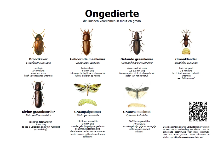 Ongedierte die kunnen voorkomen in graan of mout